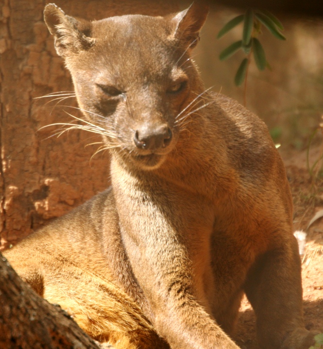 fossa